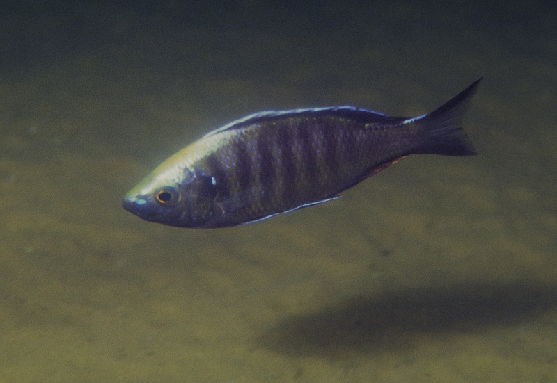Copadichromis mloto 'Otter Point'